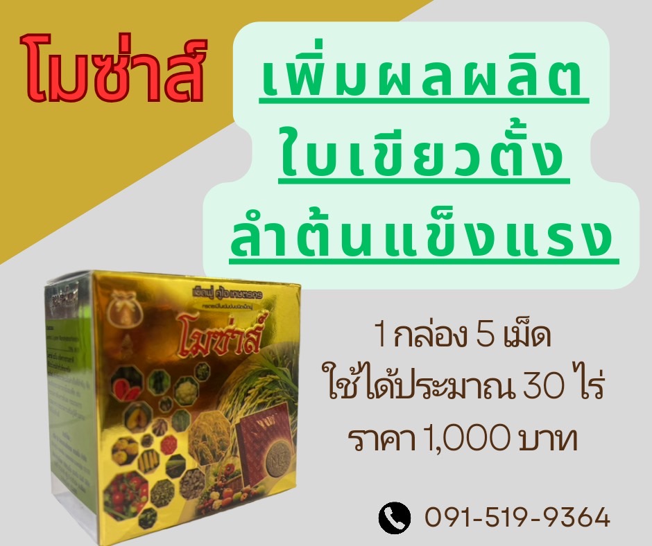 โมซ่าส์ กล่องใหม่ ปี 2566