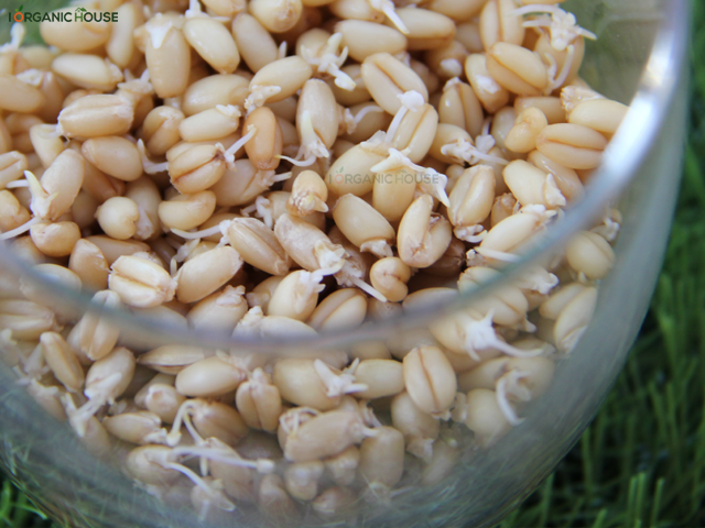 i Organic Grass ชุดปลูกต้นอ่อนข้าวสาลี สำหรับสัตว์เลี้ยง ขนาด 300 กรัม