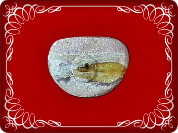 รูปเหมือนหล่อ หลวงพ่อเงิน วัดบางคลาน จ.พิจิตร