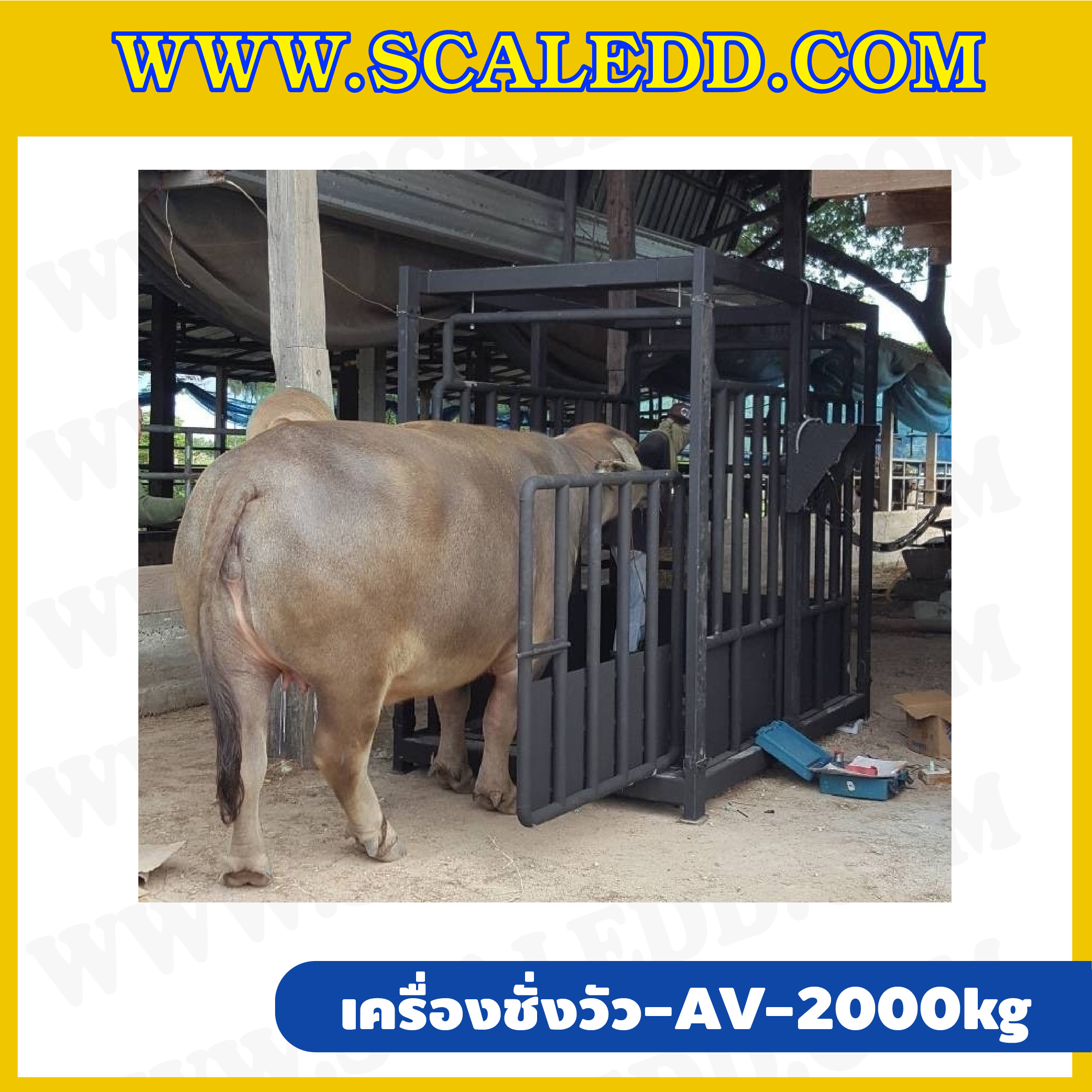 เครื่องชั่งวัวแบบกรง เครื่องชั่งวัว2000kg เครื่องชั่งสัตว์2ตัน เครื่องชั่งกรงสัตว์ เครื่องชั่งน้ำหนัก2000kg ตาชั่งวัว2ตัน ตาชั่งน้ำหนักวัว เครื่องชั่งวัวแบบดิจิตอล รุ่น AV (เครื่องชั่งผ่านตรวจจากสำนักชั่งตวงวัด)