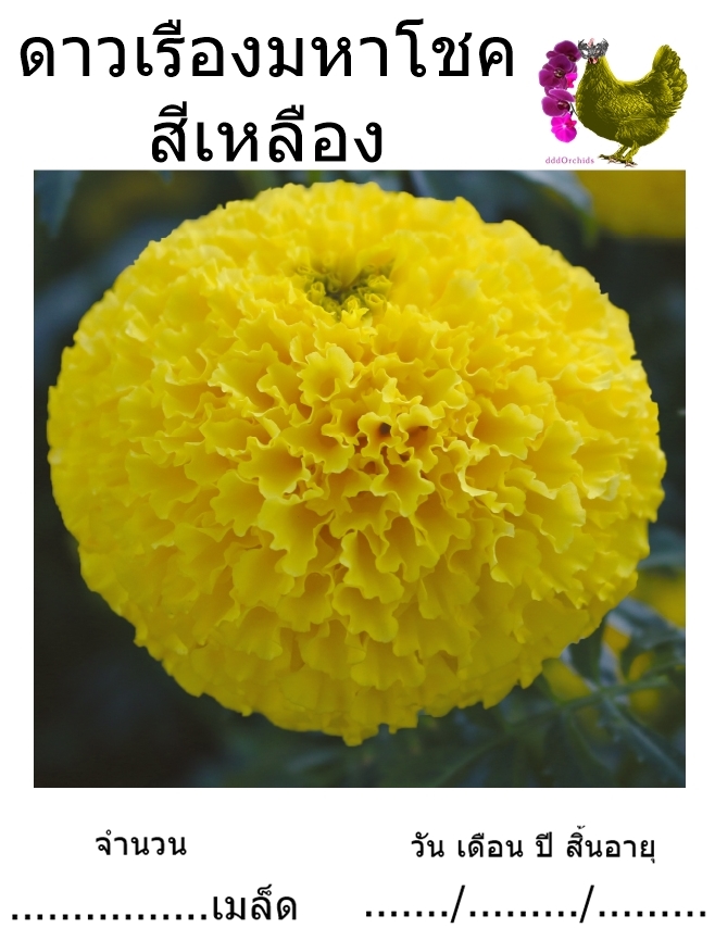 ดาวเรืองมหาโชค สีเหลือง - เมล็ดพันธุ์ ซองละ 1,000 เมล็ด