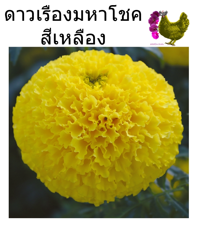 ดาวเรืองมหาโชค สีเหลือง - เมล็ดพันธุ์ ซองละ 1,000 เมล็ด