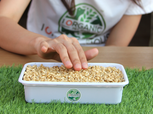 i Organic Grass ชุดปลูกต้นอ่อนข้าวสาลี สำหรับสัตว์เลี้ยง ขนาด 300 กรัม