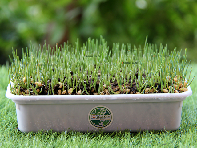i Organic Grass ชุดปลูกต้นอ่อนข้าวสาลี สำหรับสัตว์เลี้ยง ขนาด 300 กรัม