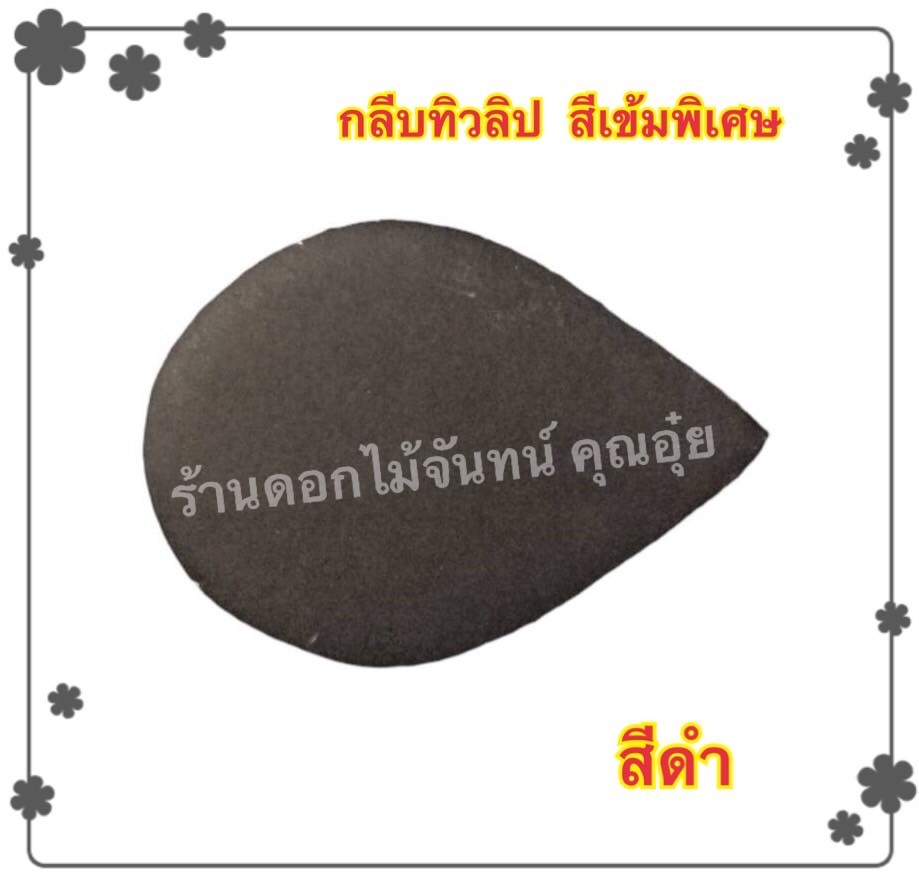 กลีบดอกทิวลิป สีดำ
