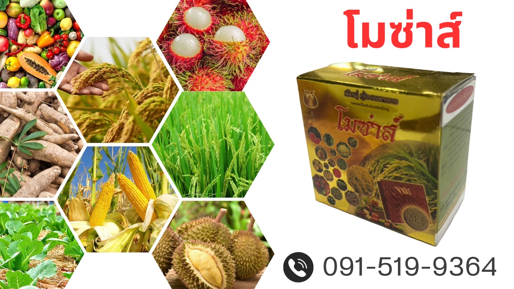 โมซ่าส์ กล่องใหม่ ปี 2566