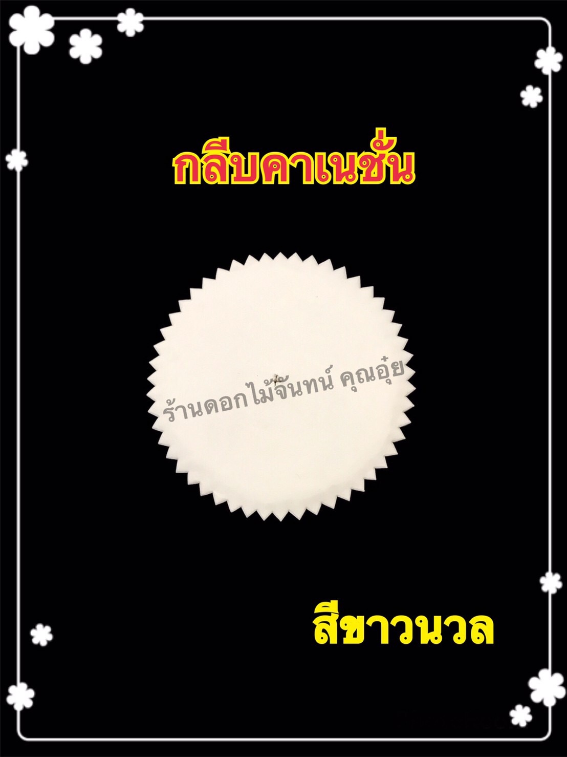 กลีบคาเนชั่น สีขาวนวล