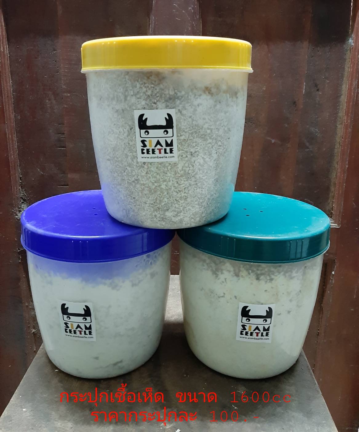 กระปุกเชื้อเห็ดนางฟ้า SB-hiratake 1600cc