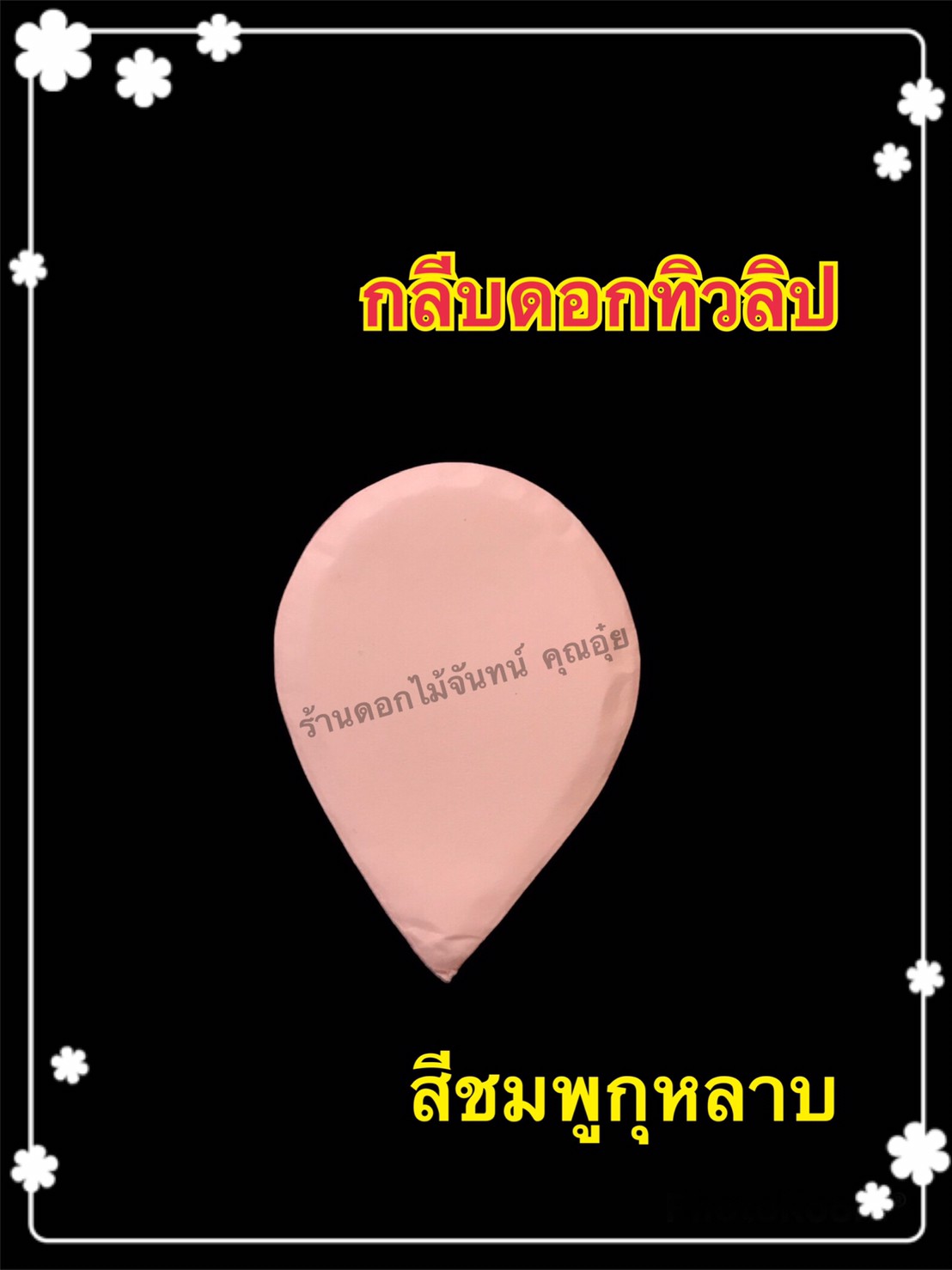 กลีบดอกทิวลิป สีชมพูกุหลาบ