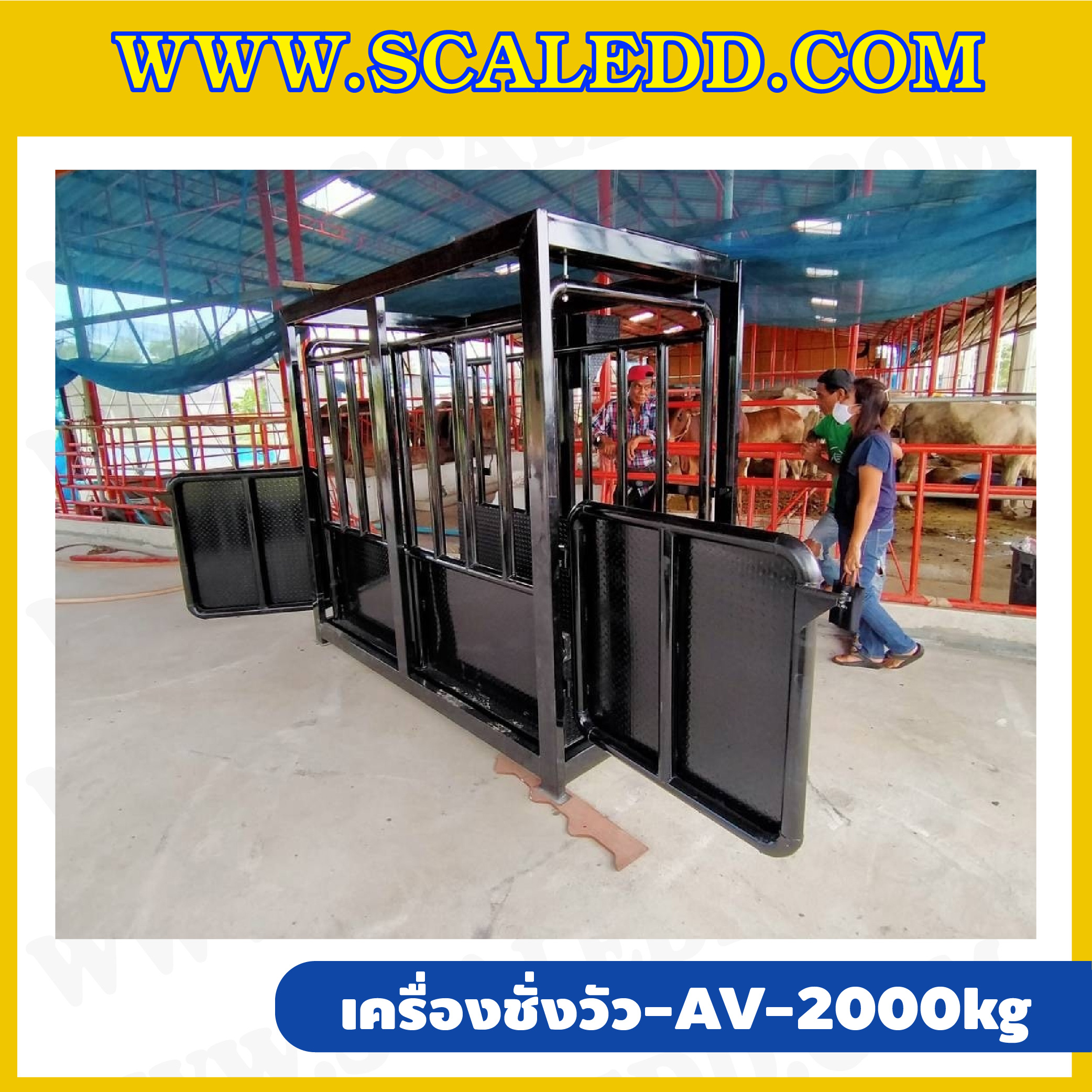 เครื่องชั่งวัวแบบกรง เครื่องชั่งวัว2000kg เครื่องชั่งสัตว์2ตัน เครื่องชั่งกรงสัตว์ เครื่องชั่งน้ำหนัก2000kg ตาชั่งวัว2ตัน ตาชั่งน้ำหนักวัว เครื่องชั่งวัวแบบดิจิตอล รุ่น AV (เครื่องชั่งผ่านตรวจจากสำนักชั่งตวงวัด)