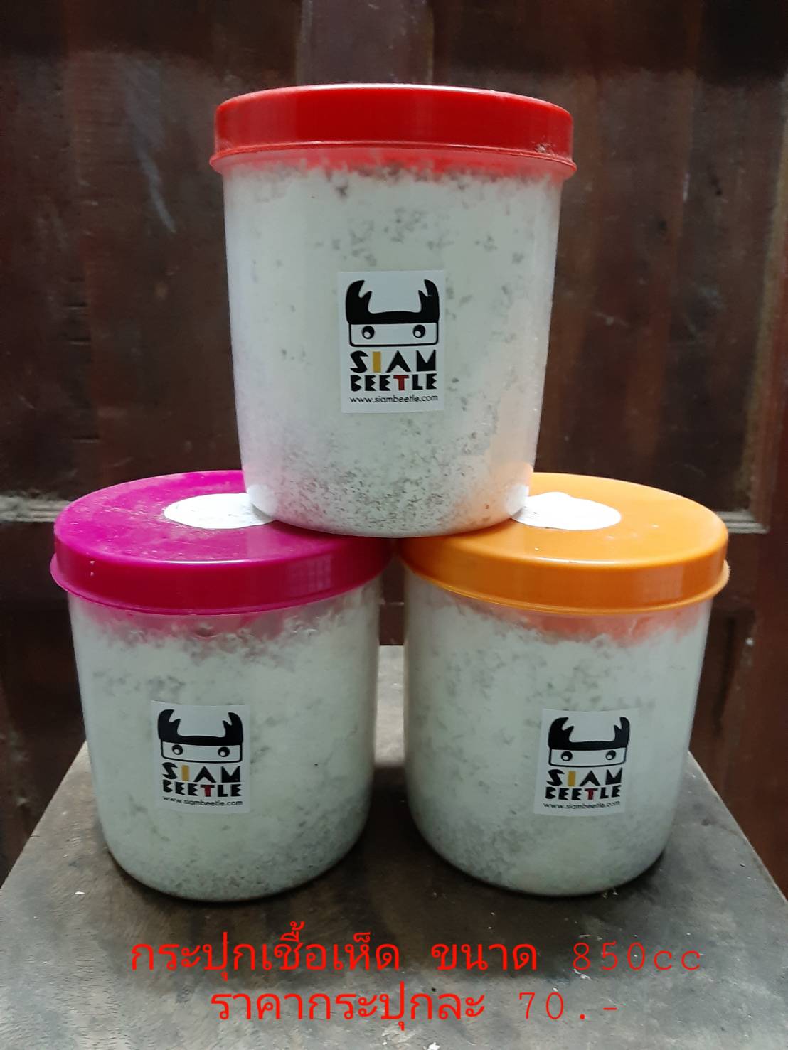 กระปุกเชื้อเห็ดนางฟ้า SB-hiratake 850cc