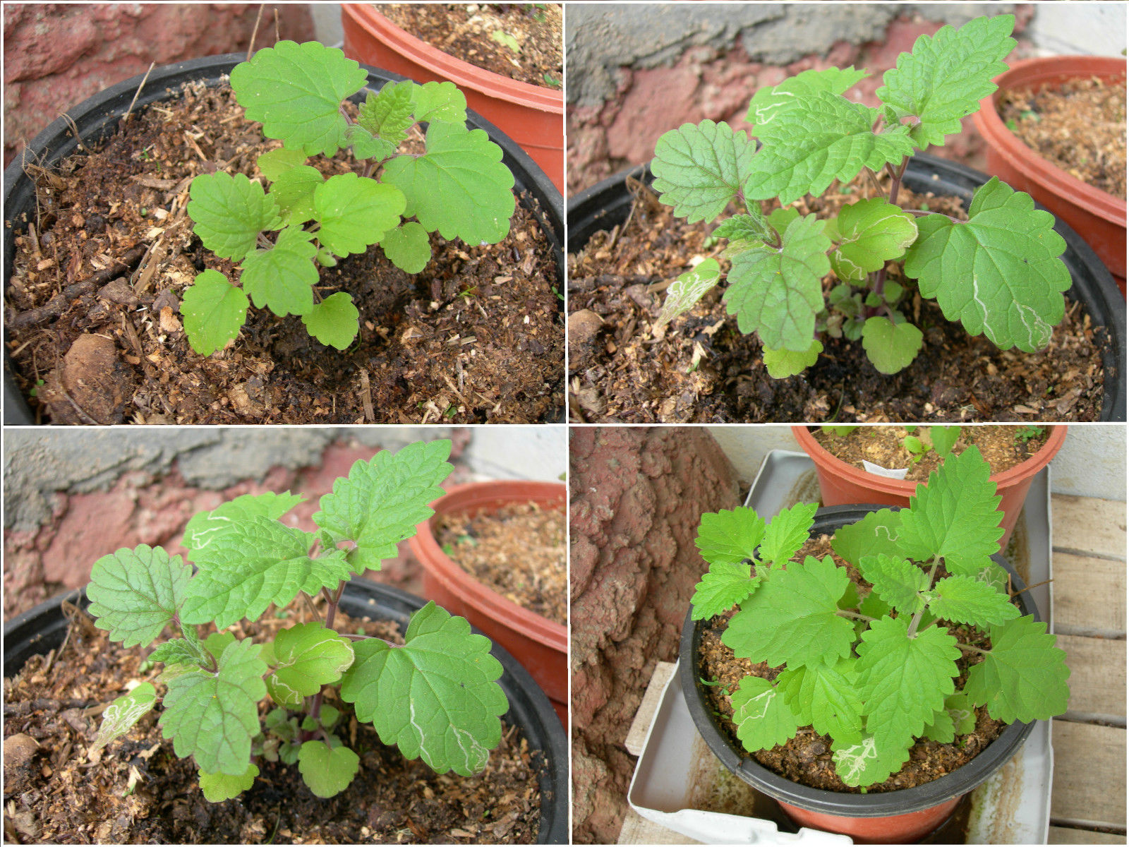 IOH Catnip Seeds from USA (Nepeta Cataria) เมล็ดแคทนิป สำหรับปลูก สมุนไพรสำหรับแมว 1 ซอง (20-30Seeds)