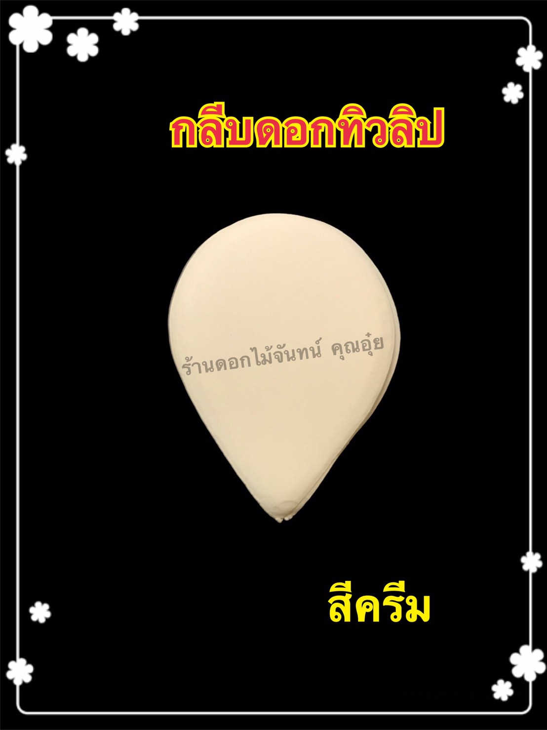 กลีบดอกทิวลิป สีครีม