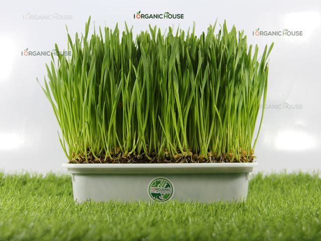 i Organic Grass ชุดปลูกต้นอ่อนข้าวสาลี สำหรับสัตว์เลี้ยง ขนาด 300 กรัม