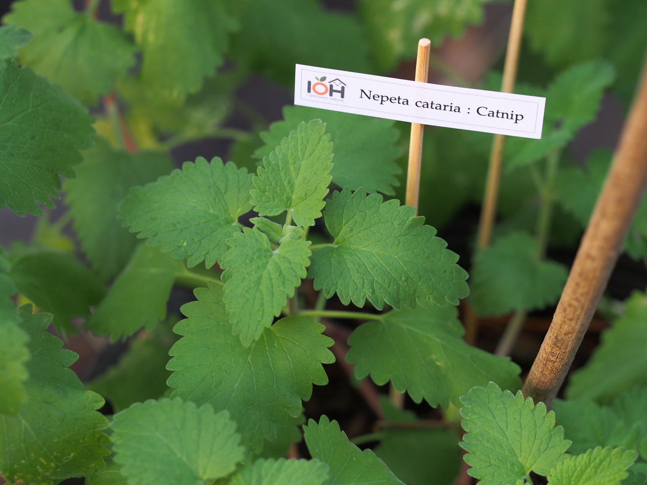 IOH Catnip Seeds from USA (Nepeta Cataria) เมล็ดแคทนิป สำหรับปลูก สมุนไพรสำหรับแมว 1 ซอง (20-30Seeds)