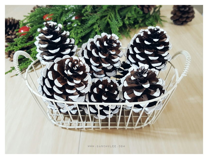 Snow Pine Cone ลูกสนธรรมชาติ สีน้ำตาลเข้ม แต้มขอบปีกด้วยสีขาว