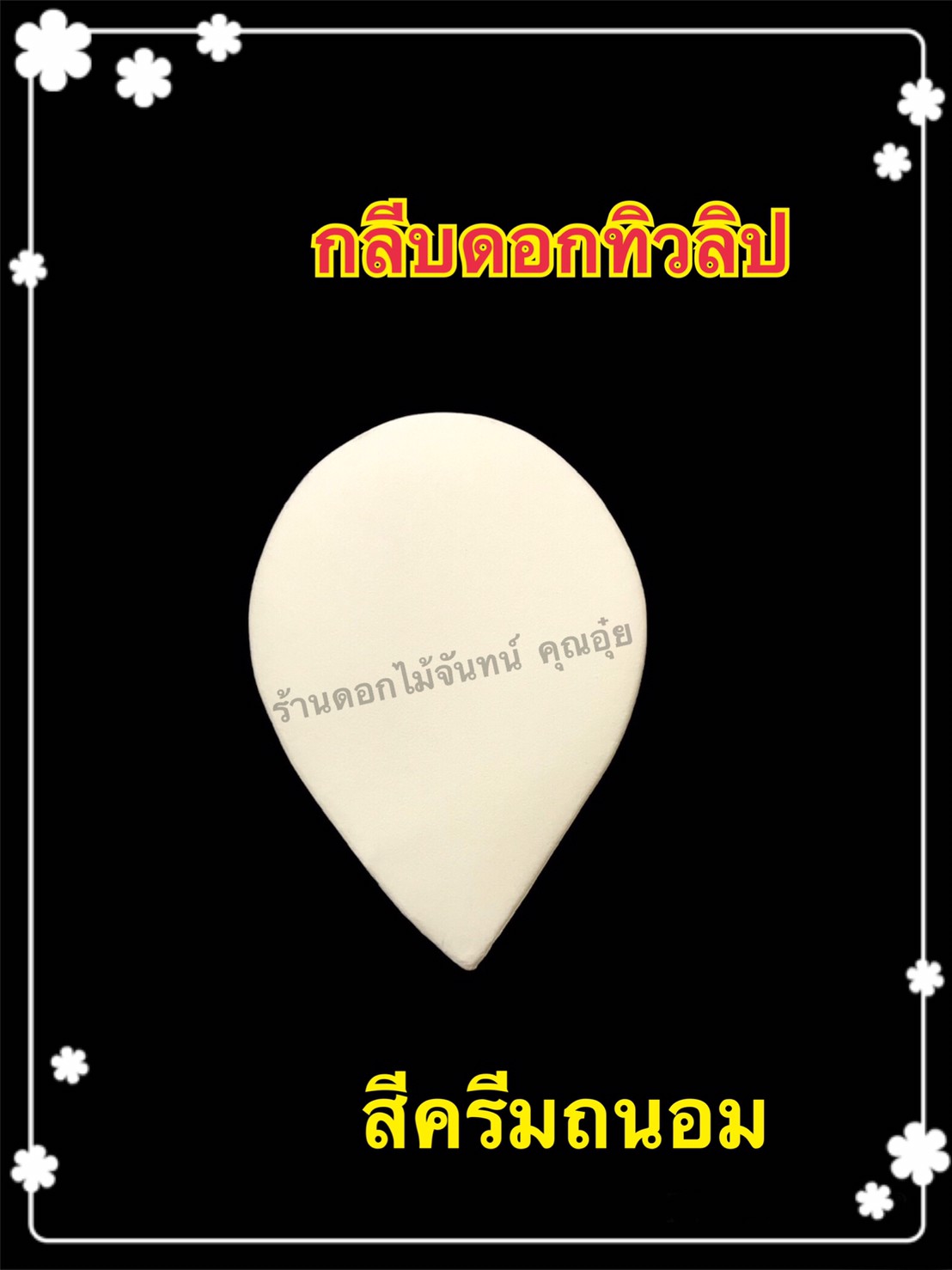 กลีบดอกทิวลิป สีครีมถนอม