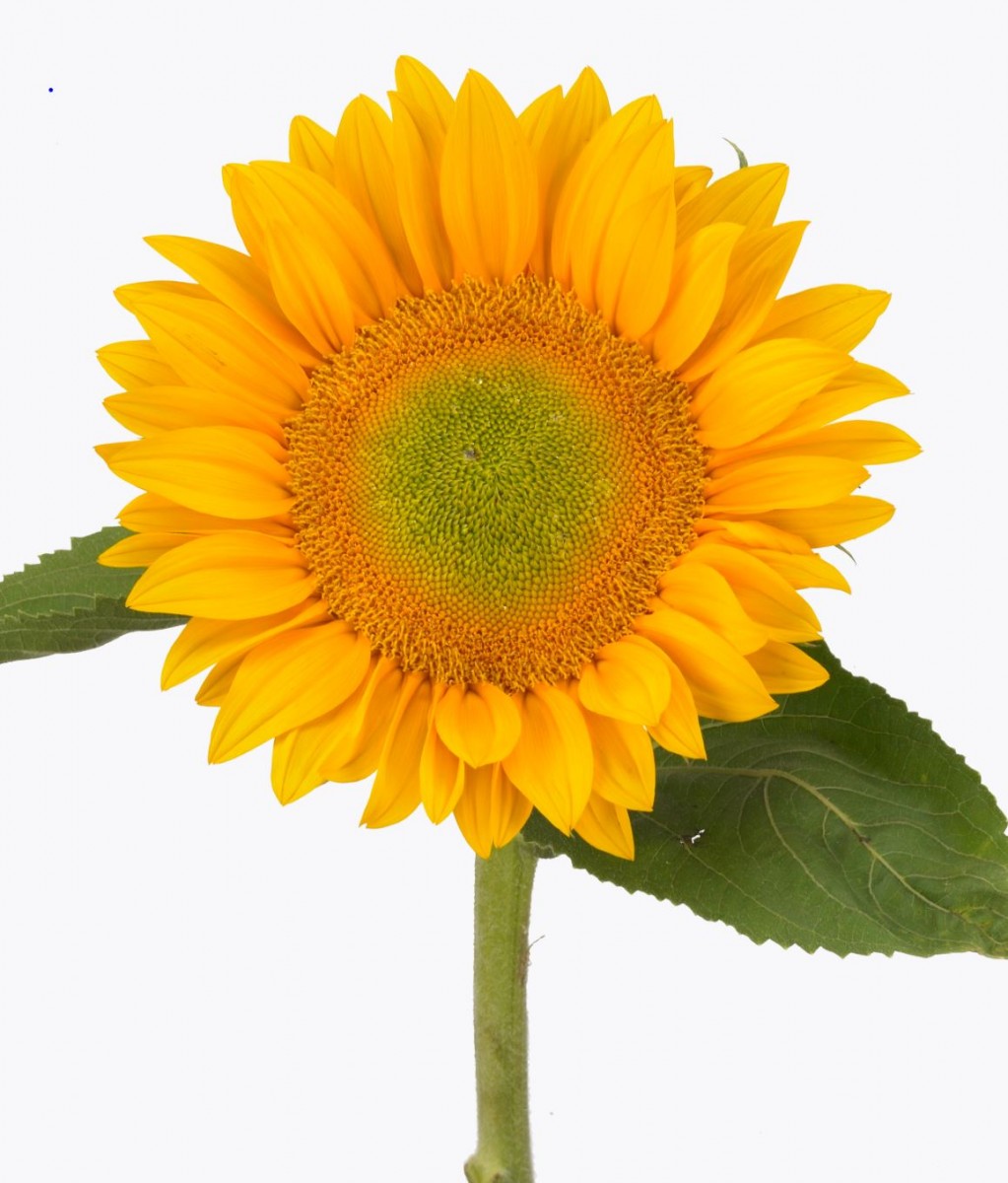 ทานตะวันวินเซนต์เฟรช Vincent Fresh Sunflower - เมล็ดพันธุ์ ทานตะวันก้านดอกแข็ง เหมาะตัดดอก 500 เมล็ด