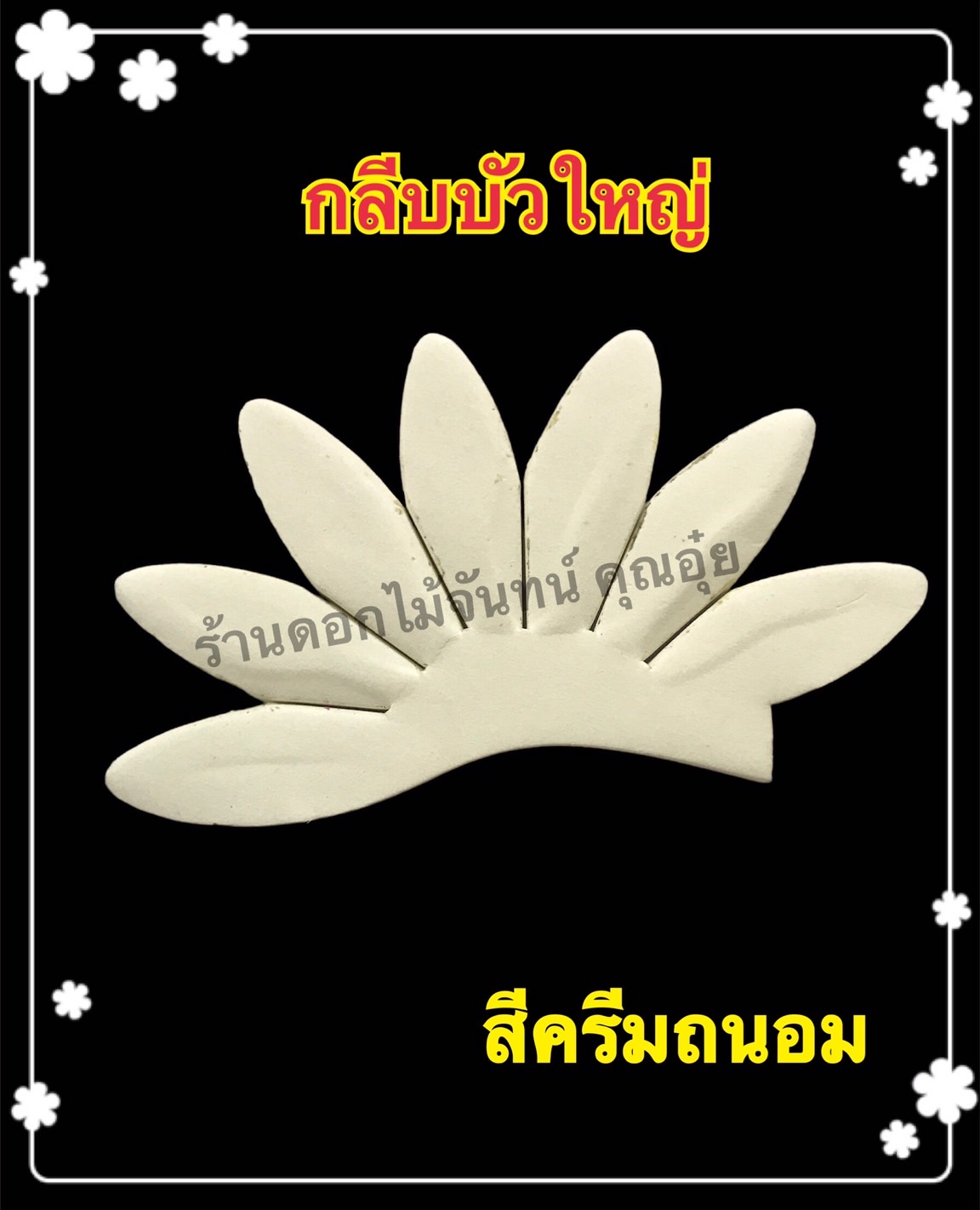 กลีบบัวใหญ่ สีครีมถนอม