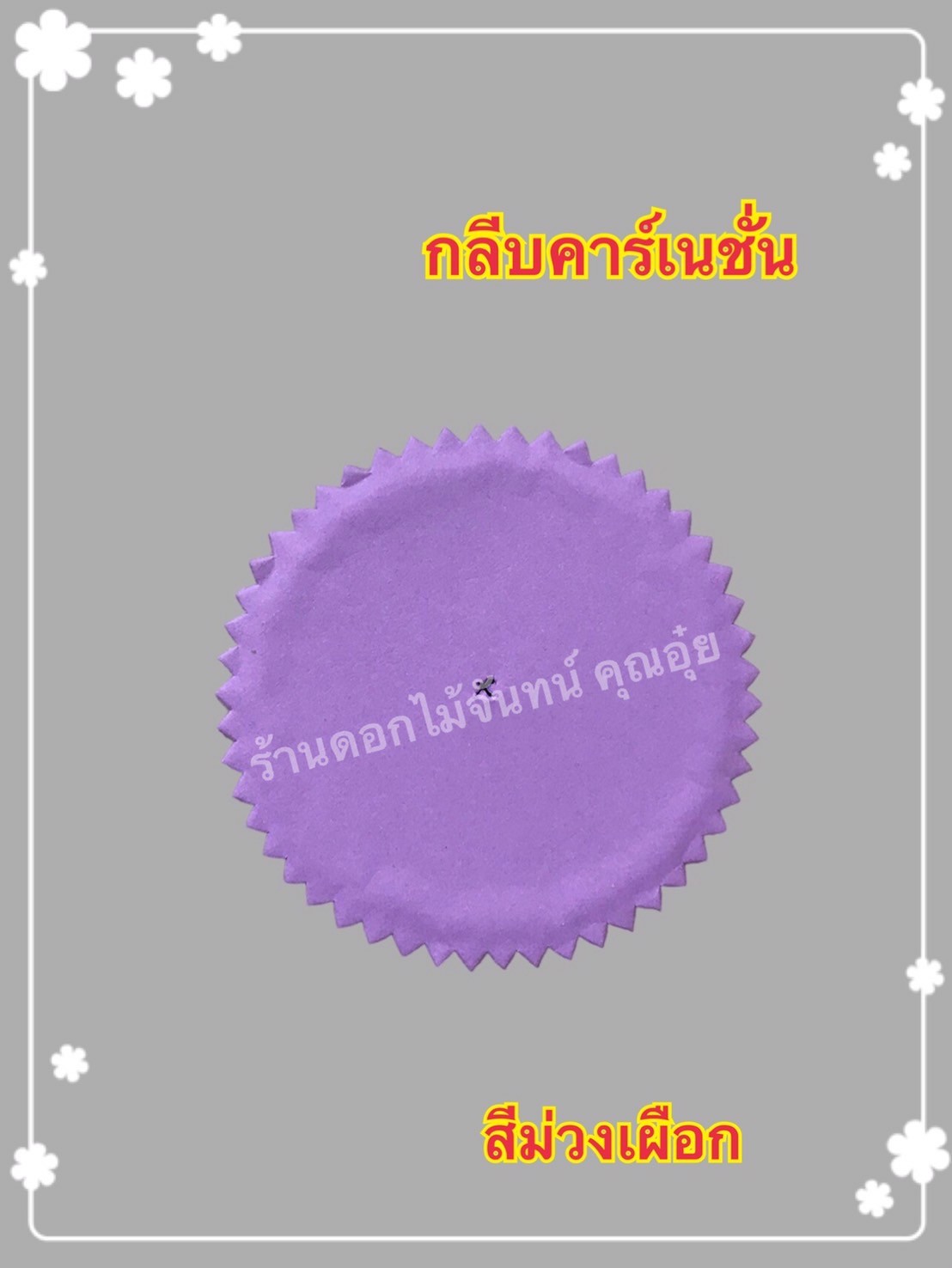 กลีบคาเนชั่น สีม่วงเผือก