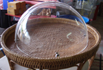 ฝาครอบทรงกลมเปิดได้ ไม่มีขอบ The cover spherical open (No edge.) 005-880-61-Lฝาครอบอาหารอะคริลิก,ฝาครอบตระกร้าขนมปัง,food cover,tudung saji,ການປົກຫຸ້ມຂອງອາຫານ,bìa thực phẩm, គម្របម្ហូបអាហារ