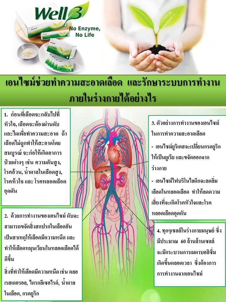 เอนไซม์ Enzyme