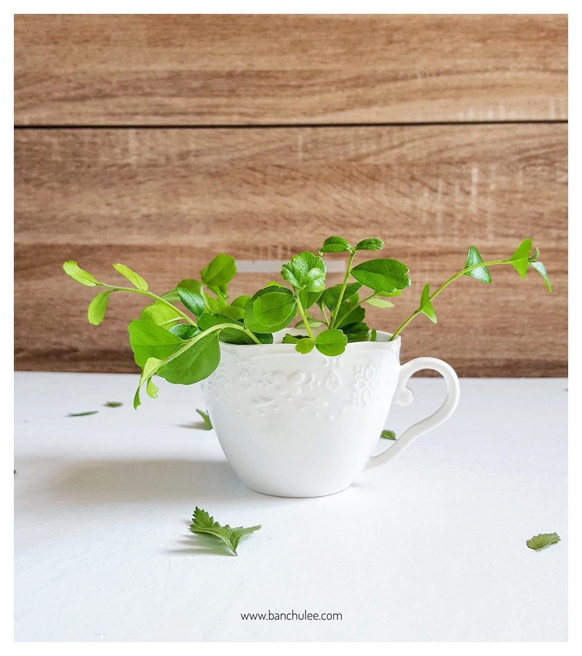 Ceramic Coffee Cup Set ชุดแก้วกาแฟ สีขาว ลายนูน