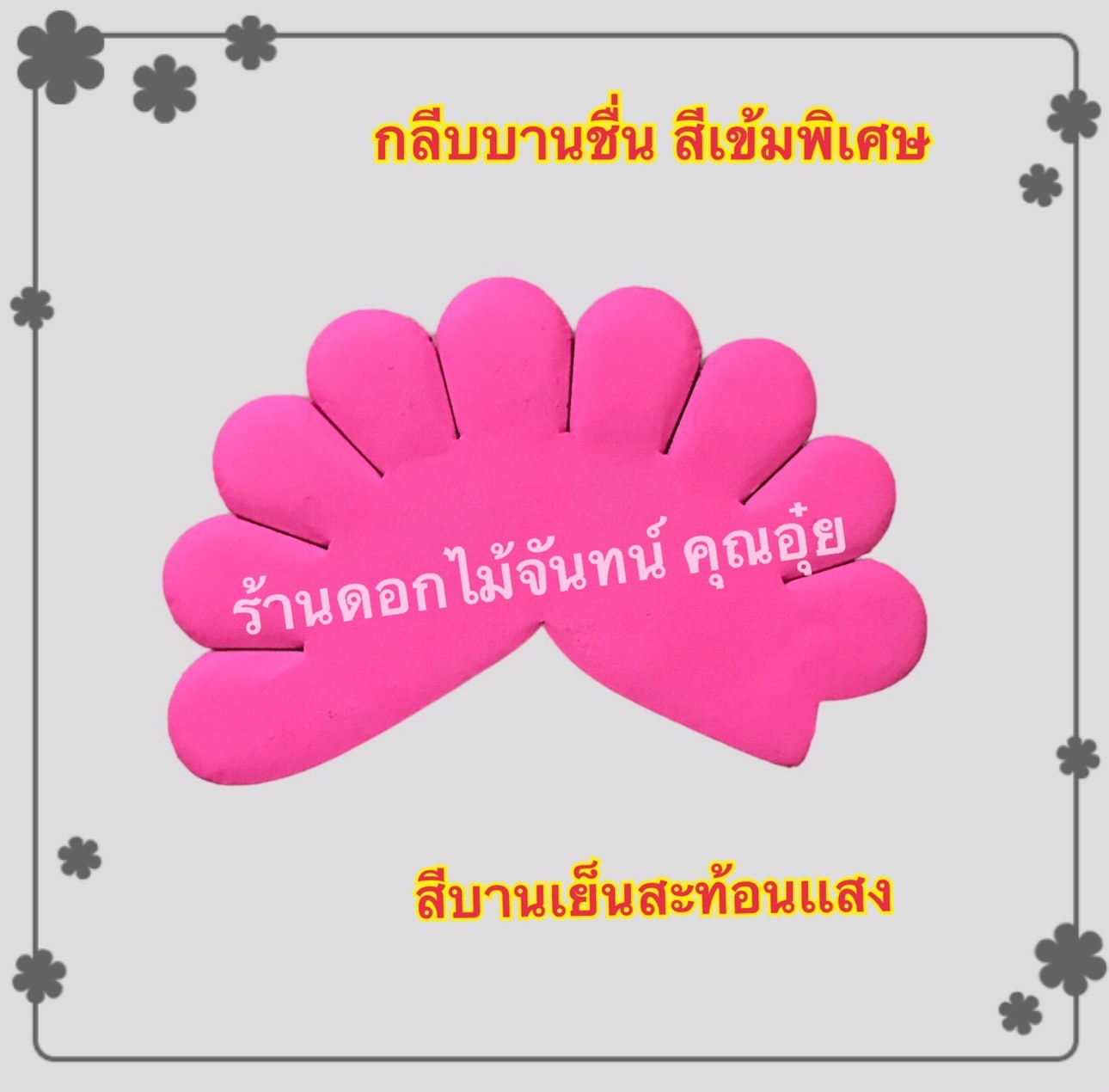 กลีบบานชื่น สีบานเย็นสะท้อนแสง