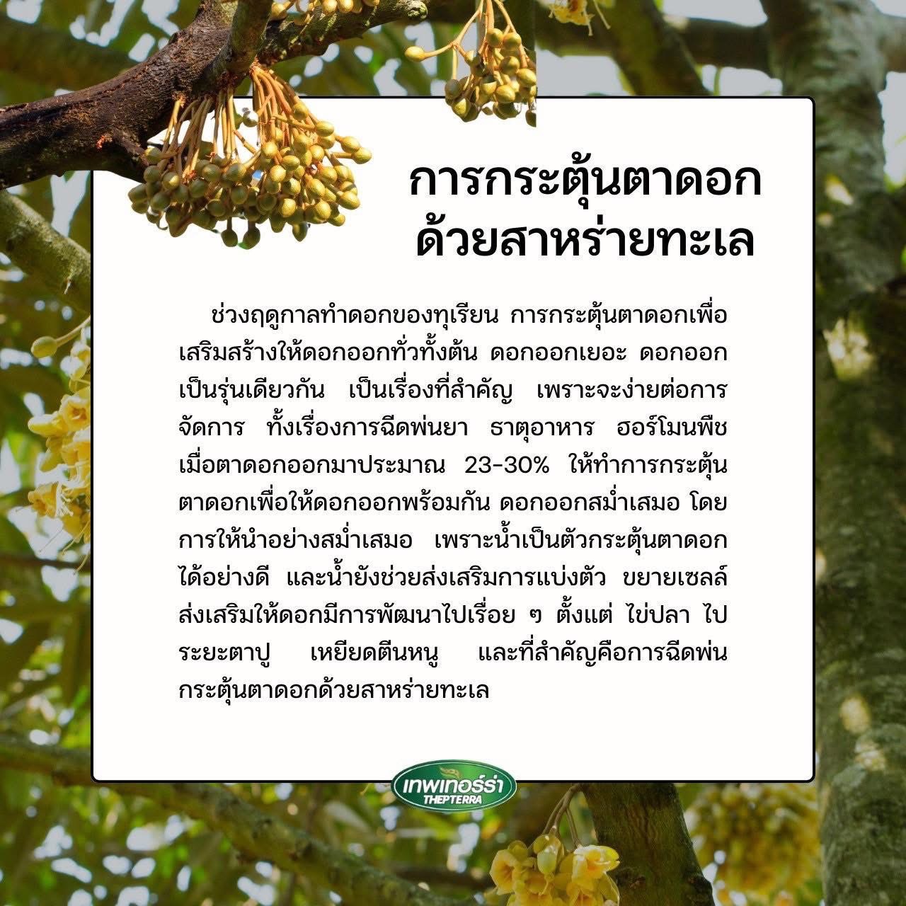 เทอร์ร่าซี