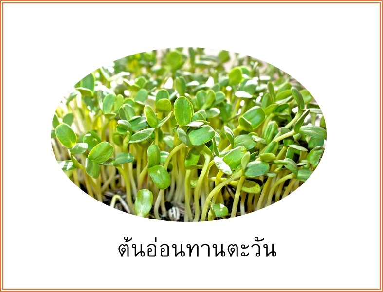 เมล็ดพันธุ์ทานตะวันงอก (ต้นอ่อนทานตะวัน)