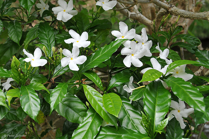 เจดีย์ไม้พุด ผอบ ตลับ ใส่ พระธาตุ แก่น แท้ สูง 12.5 ซม.(1) Pagoda Gardenia Ervatamia wood