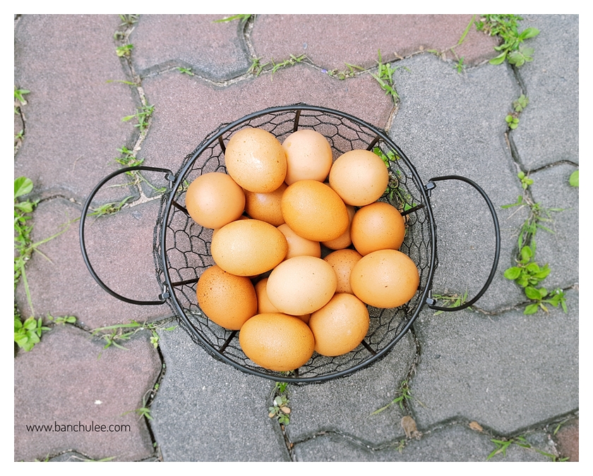 Egg Basket ตะกร้าใส่ไข่หรือผลไม้