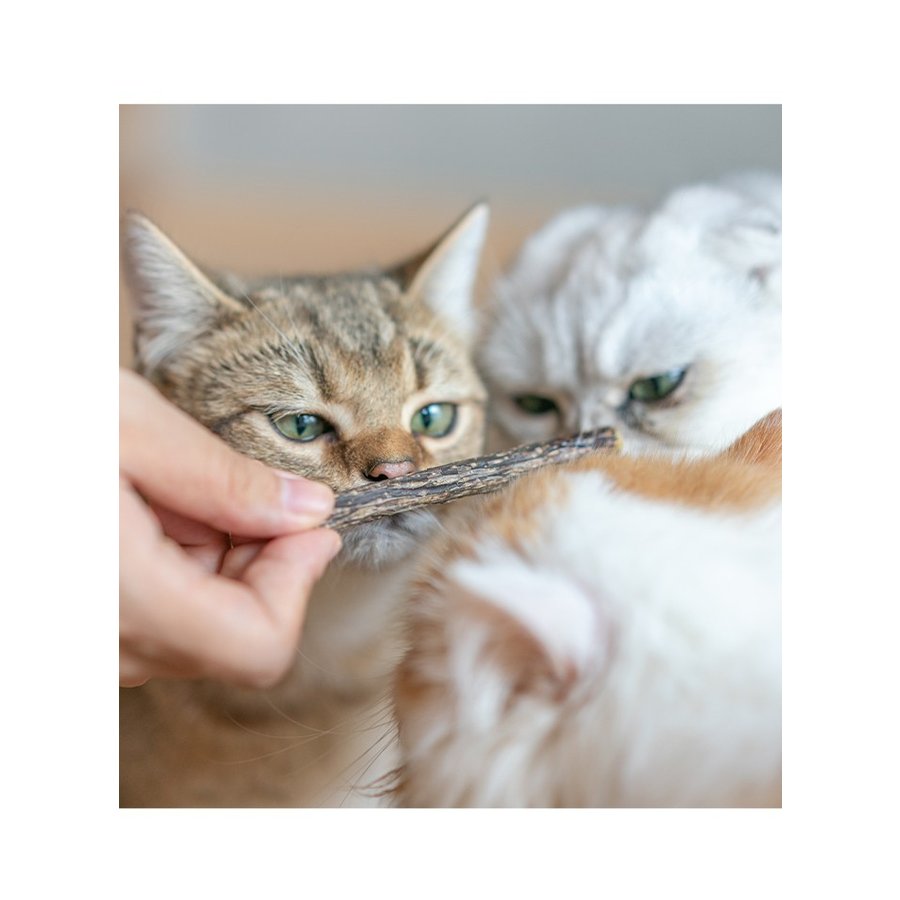 IOH Matatabi ไม้มาทาทาบิ แคทนิปญี่ปุ่น ไม้ขัดฟันแมว บรรจุ 7 ชิ้น/ซอง (ขนาด 0.5-1.0 cm)