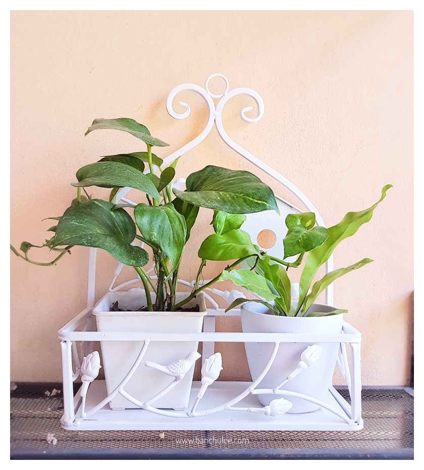 Shabby Chic Metal Shelf ชั้นวางของ โลหะ สีขาว