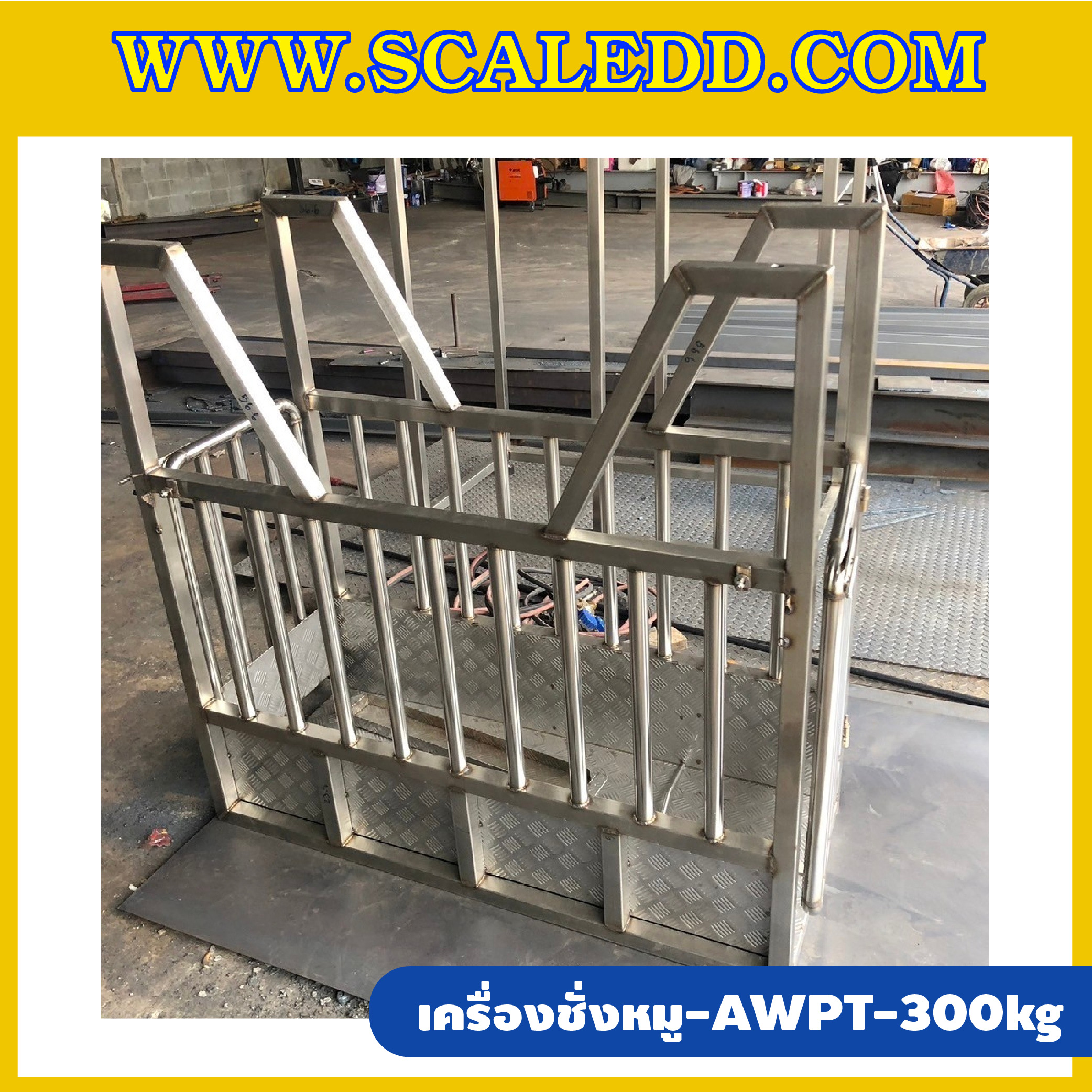 เครื่องชั่งหมูแบบมีกรง เครื่องชั่งน้ำหนักหมู กรงชั่งหมูสแตนเลส เครื่องชั่งกรงสัตว์ ชั่งน้ำหนักได้ 300 kg ค่าละเอียด 500g เครื่องชั่งยี่ห้อ AWENUE รุ่น AWPT (เครื่องชั่งผ่านตรวจจากสำนักชั่งตวงวัด)