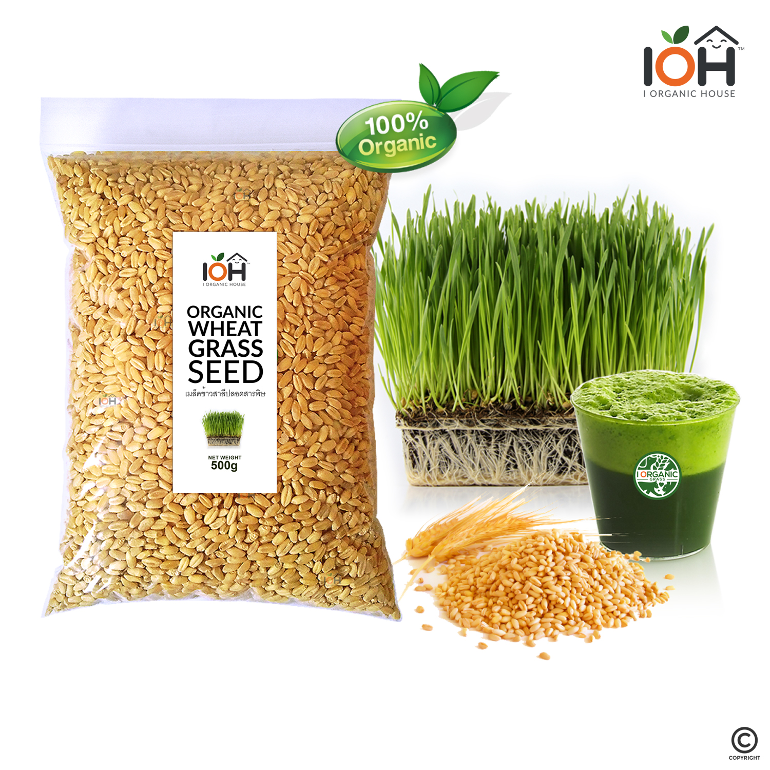 IOH เมล็ดข้าวสาลี (Organic Wheatgrass Seeds) ปลอดสารพิษแท้ 100% สำหรับปลูกเป็นต้นอ่อนข้าวสาลี