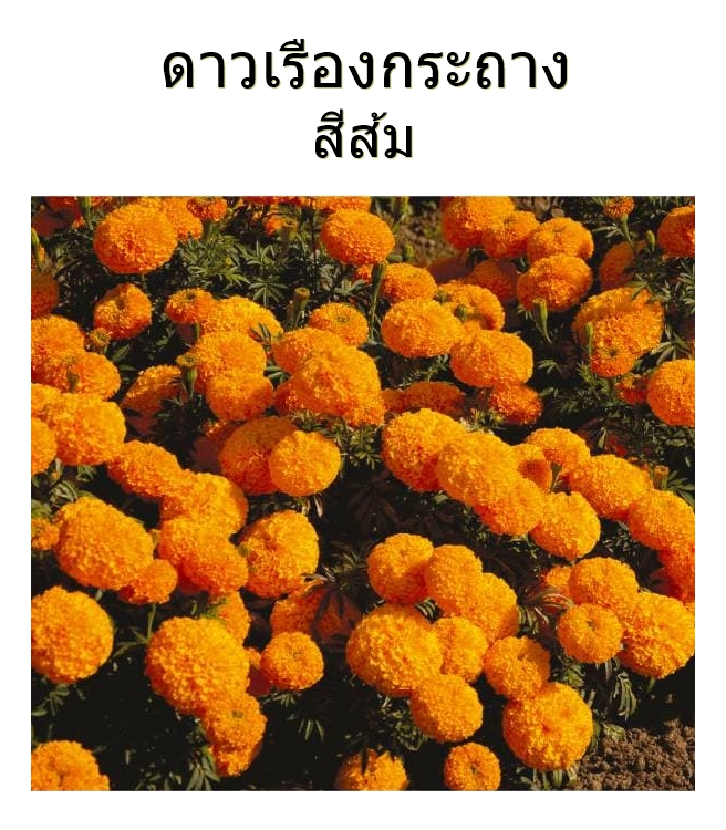 เมล็ดพันธุ์ดาวเรืองกระถาง ดอกสีเหลือง / สีส้ม / สีส้มทอง ดาวเรืองปลูกประดับแปลง หรือปลูกประดับขอบสวน ริมทางเดิน มีซองหลายปริมาณให้เลือก