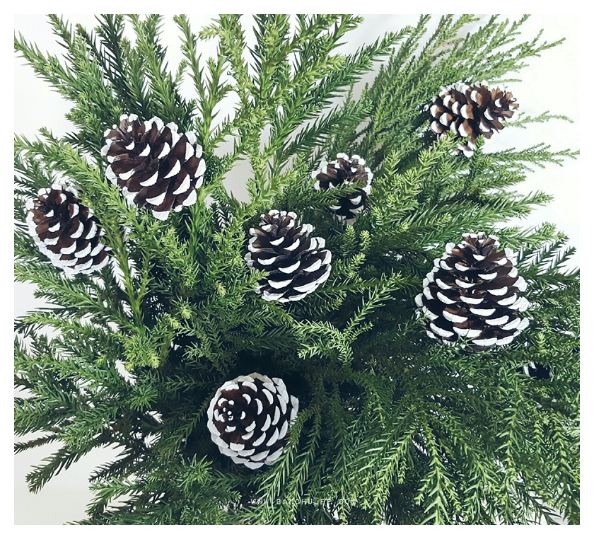Snow Pine Cone ลูกสนธรรมชาติ สีน้ำตาลเข้ม แต้มขอบปีกด้วยสีขาว