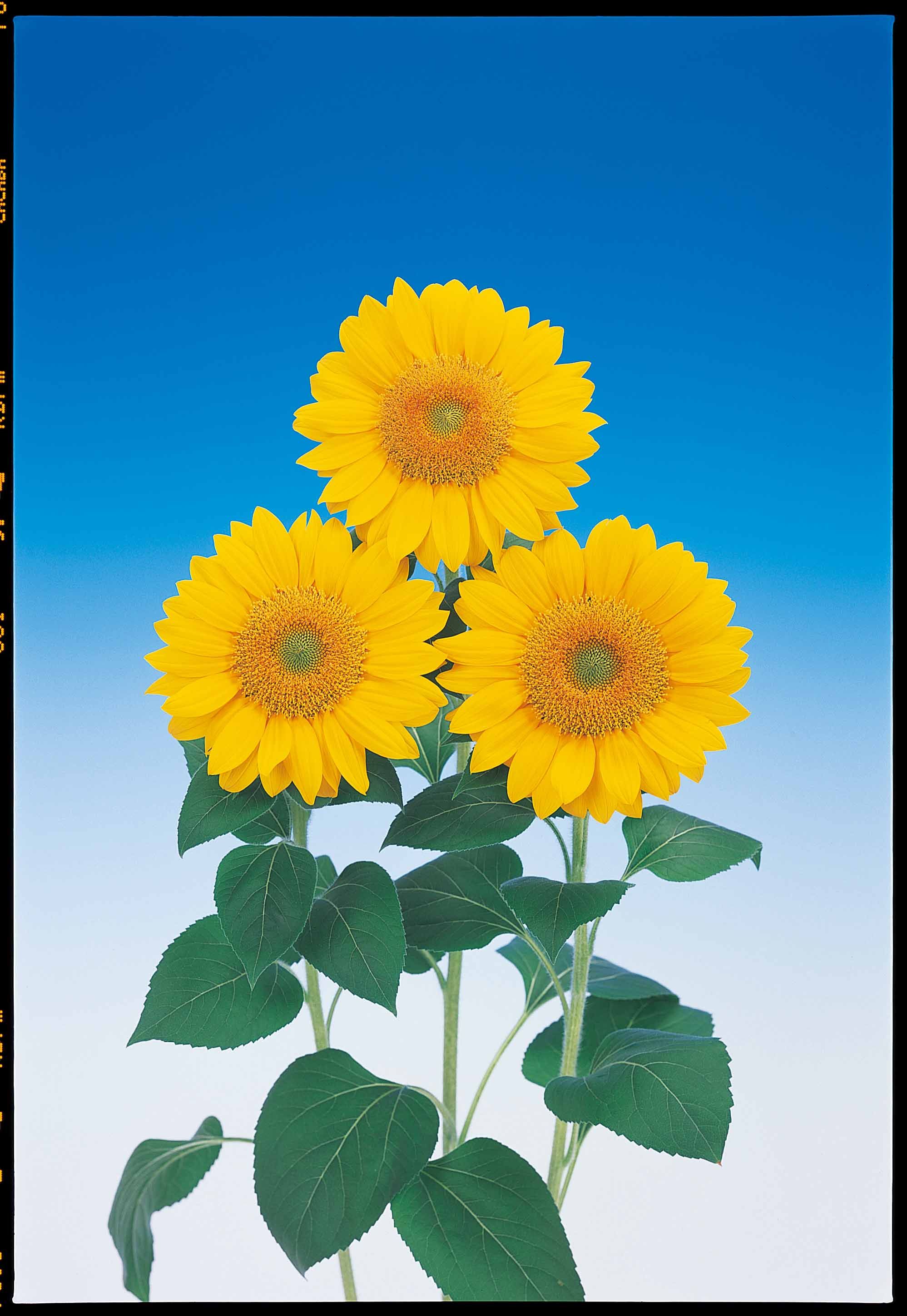 ทานตะวันวินเซนต์เฟรช Vincent Fresh Sunflower - เมล็ดพันธุ์ ทานตะวันก้านดอกแข็ง เหมาะตัดดอก 500 เมล็ด