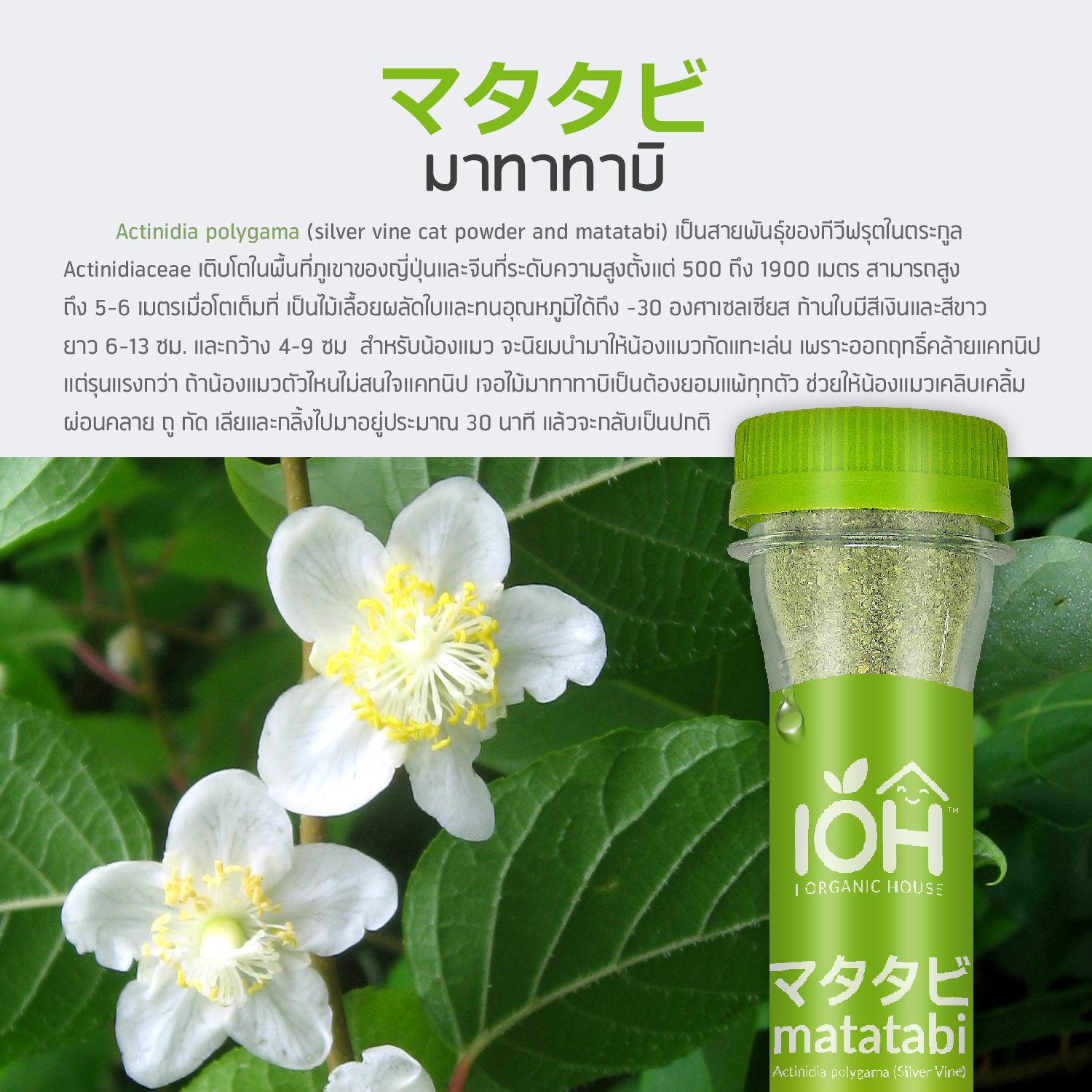IOH Matatabi ผงมาทาทาบิ สำหรับแมว