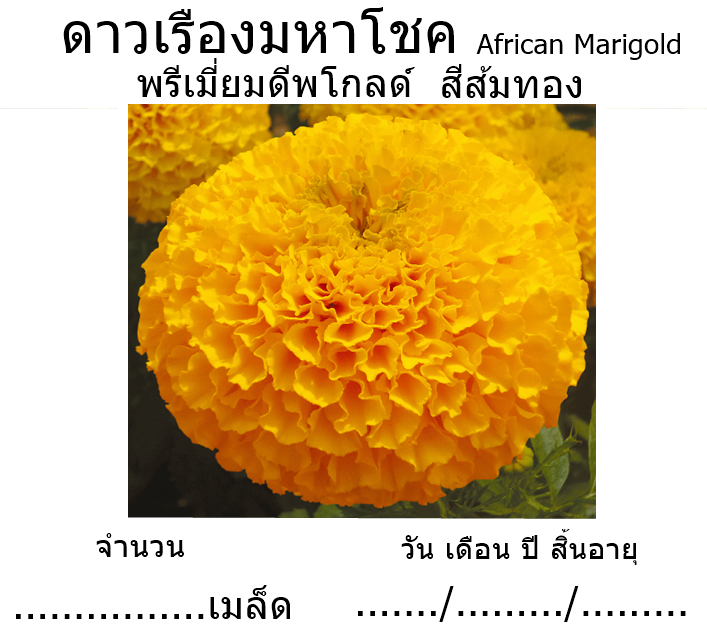 ดาวเรืองมหาโชค พรีเมี่ยม ดิฟโกลด์ สีส้มทอง - เมล็ดพันธุ์ มีหลายขนาดบรรจุให้เลือก