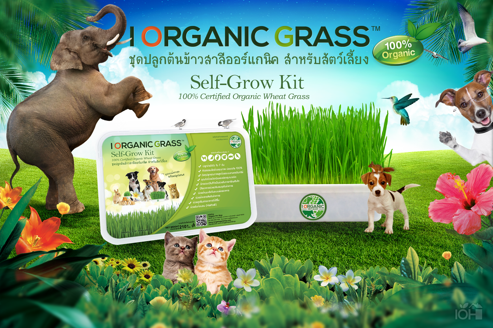 i Organic Grass ชุดปลูกต้นอ่อนข้าวสาลี สำหรับสัตว์เลี้ยง ขนาด 300 กรัม