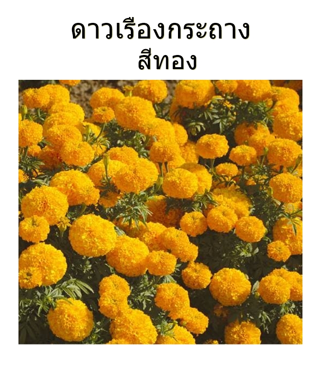 เมล็ดพันธุ์ดาวเรืองกระถาง ดอกสีเหลือง / สีส้ม / สีส้มทอง ดาวเรืองปลูกประดับแปลง หรือปลูกประดับขอบสวน ริมทางเดิน มีซองหลายปริมาณให้เลือก