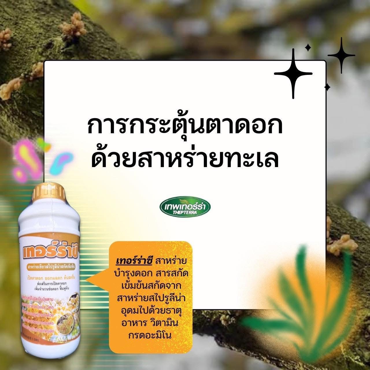 เทอร์ร่าซี