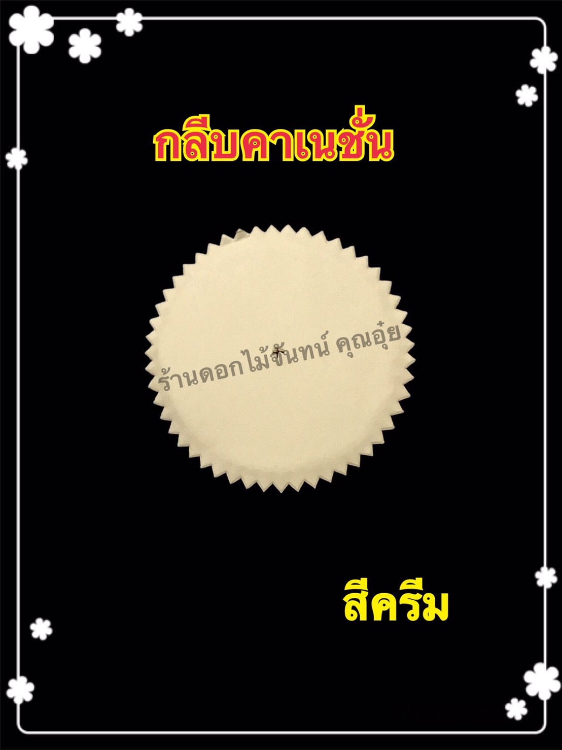 กลีบคาร์เนชั่น สีครีม