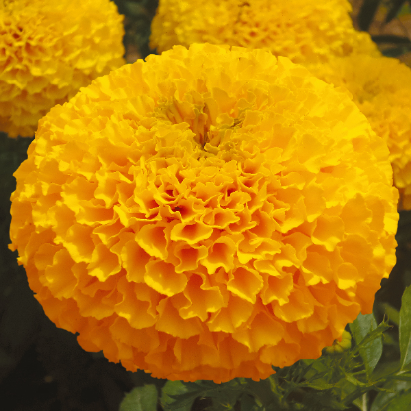 ดาวเรืองมหาโชค พรีเมี่ยม ดิฟโกลด์ สีส้มทอง - เมล็ดพันธุ์ มีหลายขนาดบรรจุให้เลือก