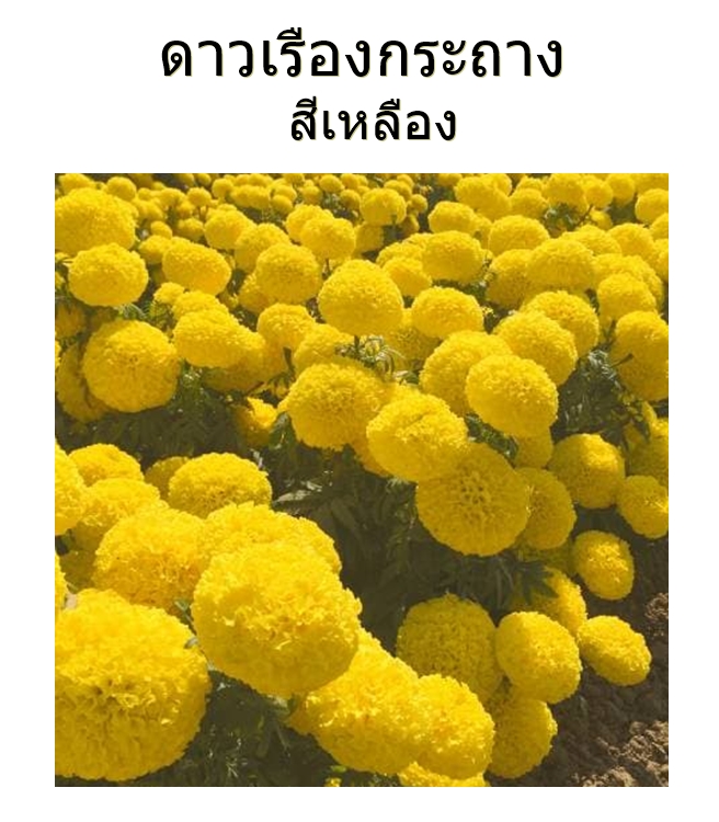 เมล็ดพันธุ์ดาวเรืองกระถาง ดอกสีเหลือง / สีส้ม / สีส้มทอง ดาวเรืองปลูกประดับแปลง หรือปลูกประดับขอบสวน ริมทางเดิน มีซองหลายปริมาณให้เลือก