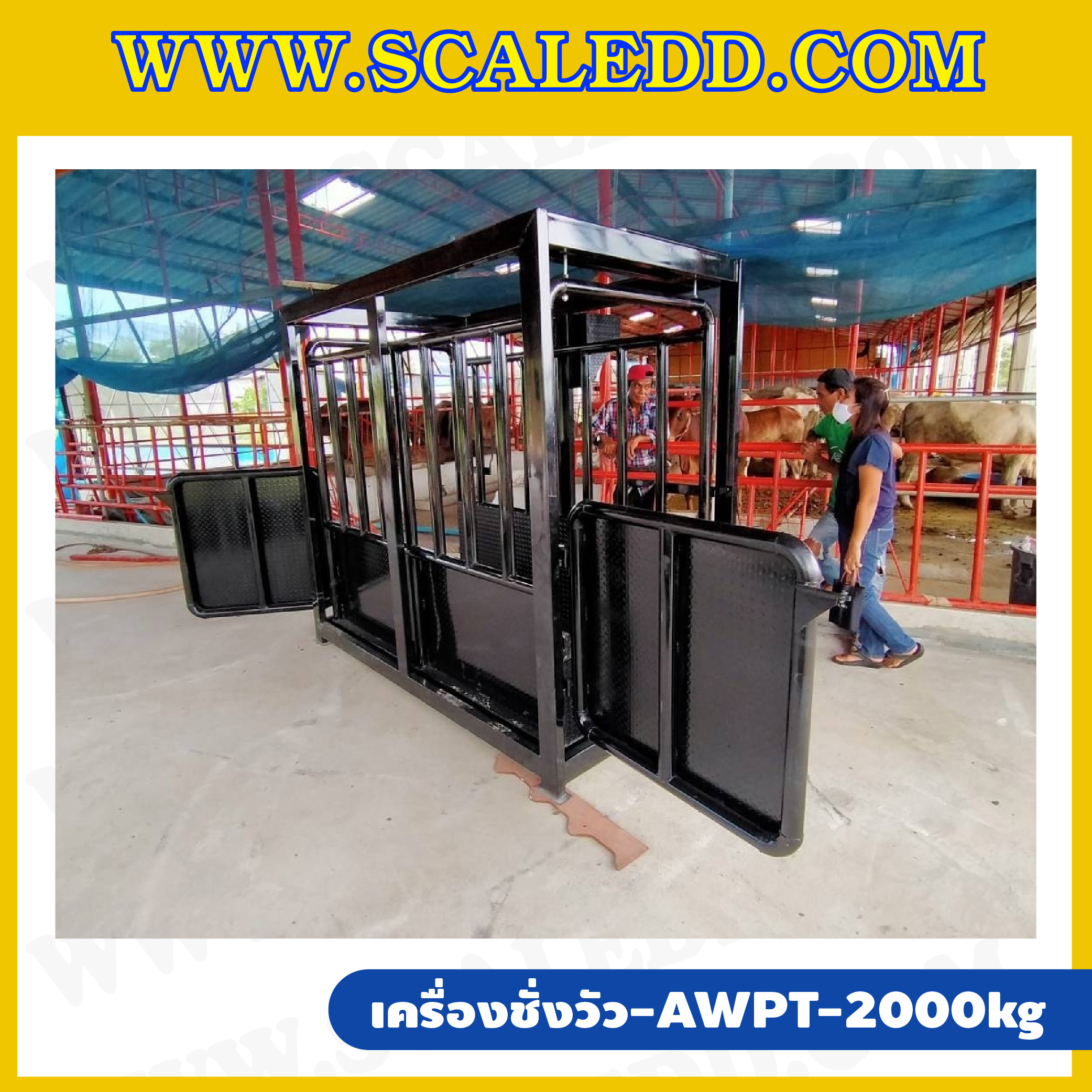 เครื่องชั่งวัวแบบกรง เครื่องชั่งวัว2000kg เครื่องชั่งสัตว์2ตัน เครื่องชั่งกรงสัตว์ เครื่องชั่งน้ำหนัก2000kg ตาชั่งวัว2ตัน ตาชั่งน้ำหนักวัว เครื่องชั่งวัวแบบดิจิตอล เครื่องชั่งยี่ห้อ AWENUE รุ่น AWPT (เครื่องชั่งผ่านตรวจจากสำนักชั่งตวงวัด)