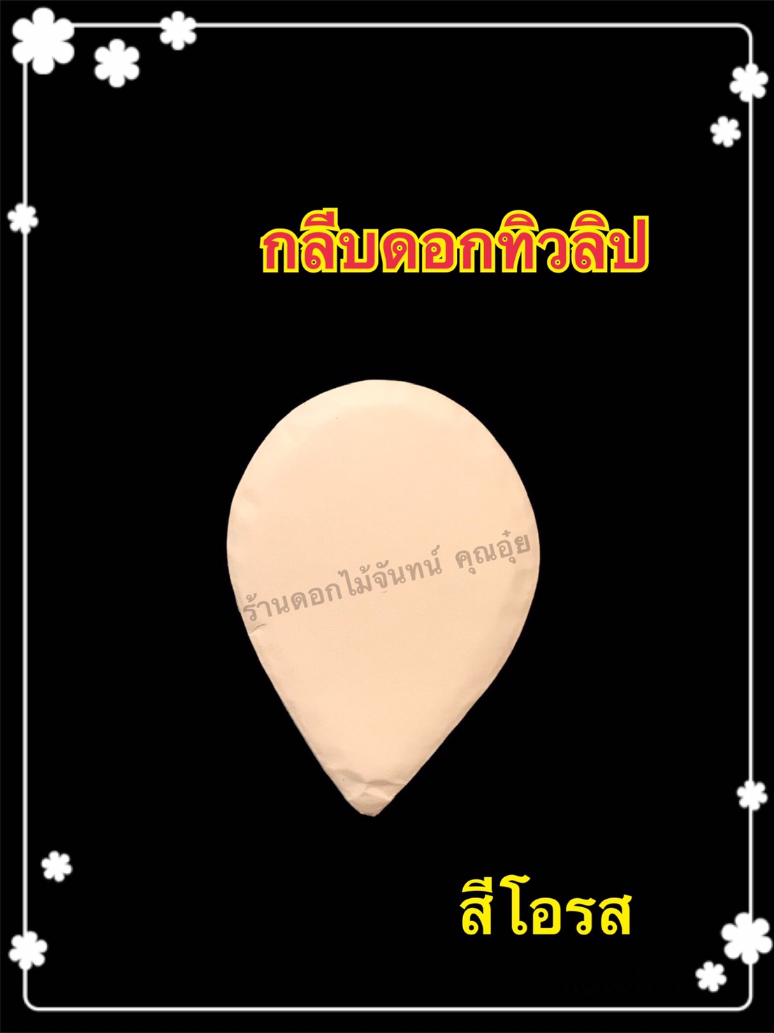 กลีบดอกทิวลิป สีโอรส
