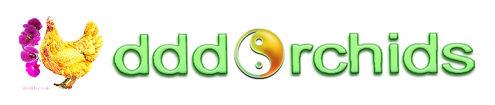 dddOrchids